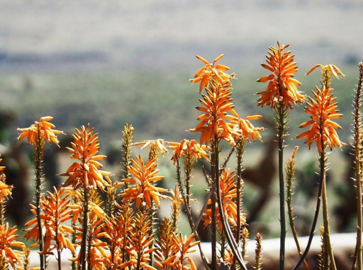 Cortijo El Paraiso لوس إسكولوس المظهر الخارجي الصورة